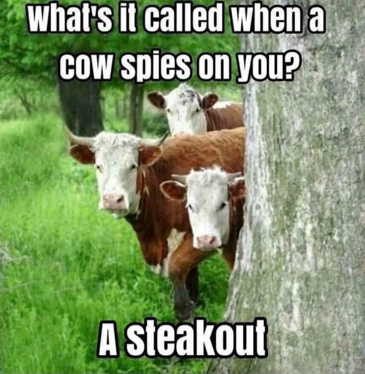 What's it called when a cow spies on you? A steakout