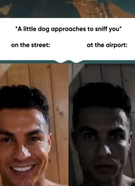 A little dog approaches to sniff you on the street: at the airport: