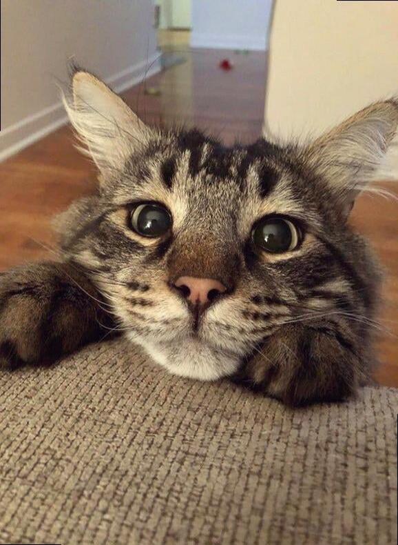 A close-up photo of a tabby cat resting its paws on a couch, looking wide-eyed.