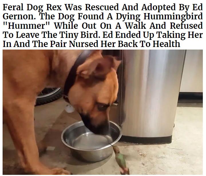 Feral Dog Rex Was Rescued And Adopted By Ed Gernon The Dog Found A Dying Hummingbird Hummer While Out On A Walk And Refused To Leave The Tiny Bird Ed Ended Up Taking Her In And The Pair Nursed Her Back To Health