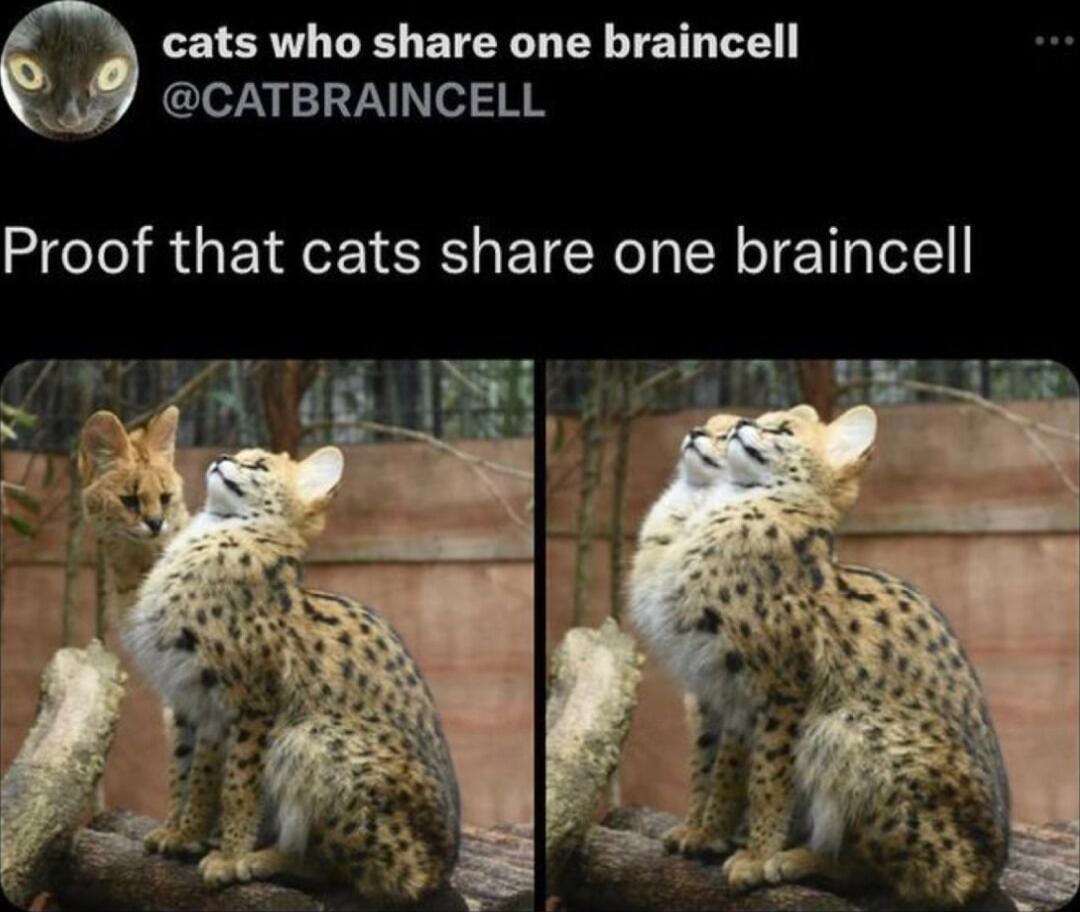 cats who share one braincell CATBRAINCELL Proof that cats share one braincell
