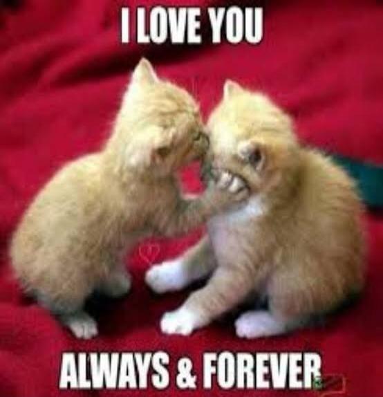 I LOVE YOU ALWAYS & FOREVER