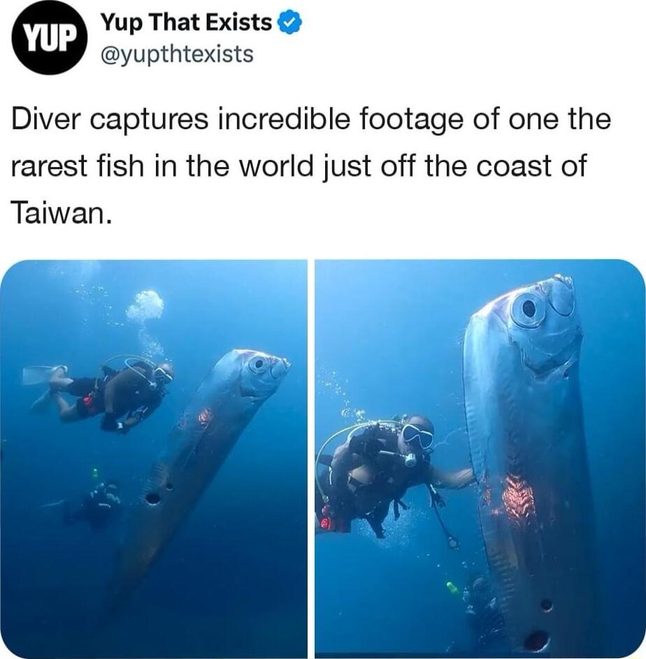 Yup That Exists yupthtexists Diver captures incredible footage of one the rarest fish in the world just off the coast of Taiwan