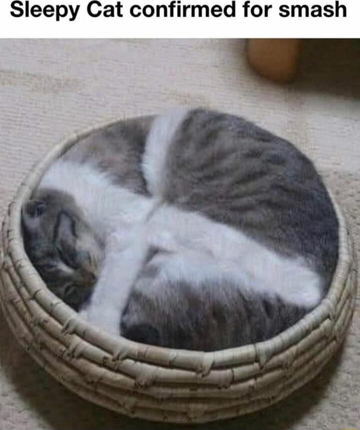 leepy Cat confirmed for smash