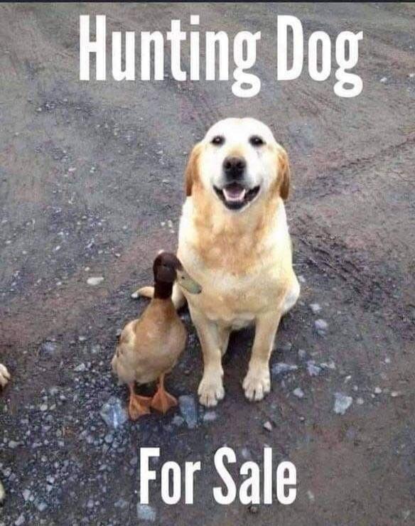 Hunting Dog For Sale