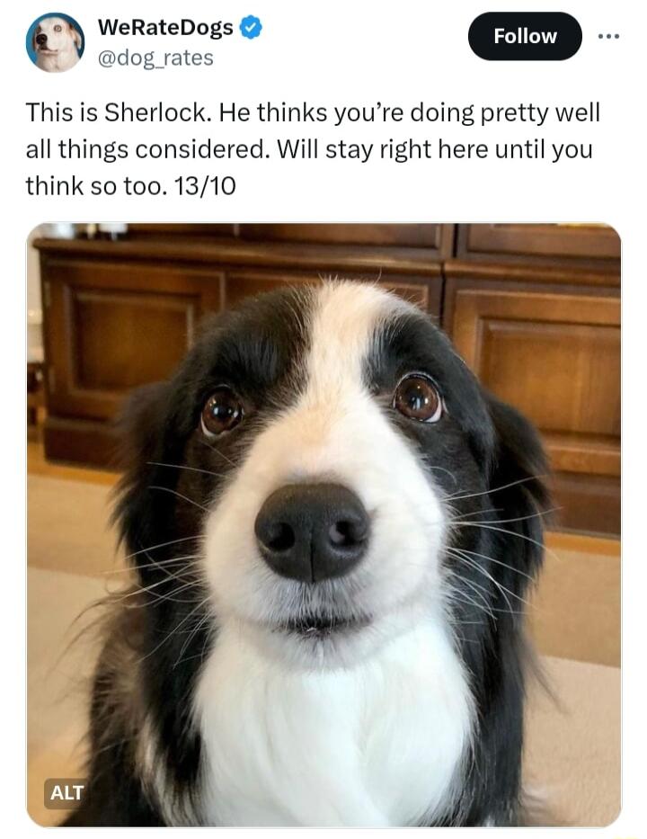 WeRateDogs m pdog rates This is Sherlock He thinks youre doing pretty well all things considered Will stay right here until you think so too 1310