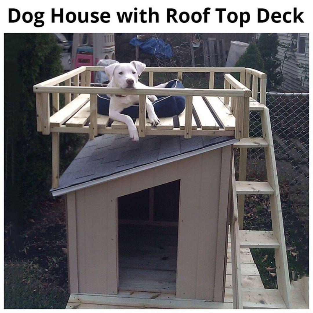 Dog House with Roof Top Deck