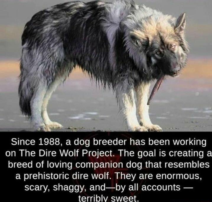 Since 1988 a dog breeder has been working on The Dire Wolf Project The goal is creating a breed of loving companion dog that resembles a prehistoric dire wolf They are enormous scary shaggy andby all accounts