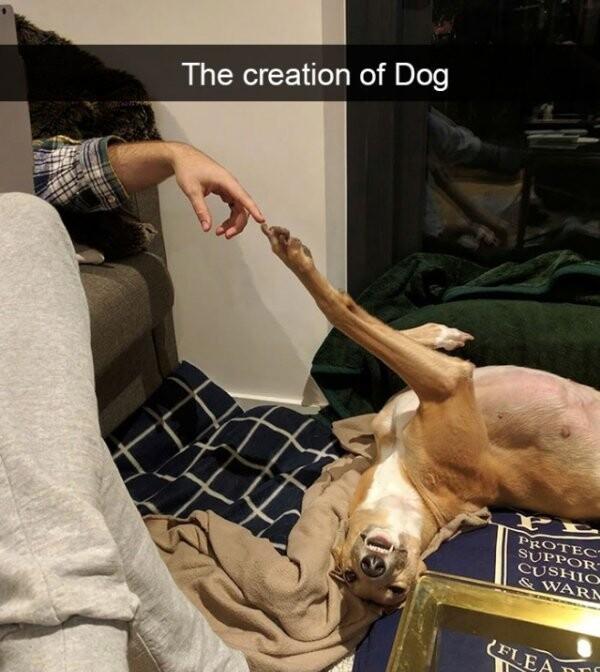 The creation of Dog