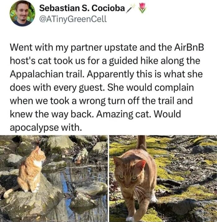 Sebastian S Cocioba ATinyGreenCell Went with my partner upstate and the AirBnB hosts cat took us for a guided hike along the Appalachian trail Apparently this is what she does with every guest She would complain when we took a wrong turn off the trail and knew the way back Amazing cat Would apocalypse with