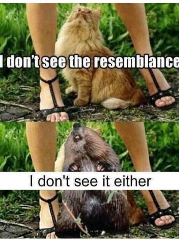 I don't see the resemblance
I don't see it either