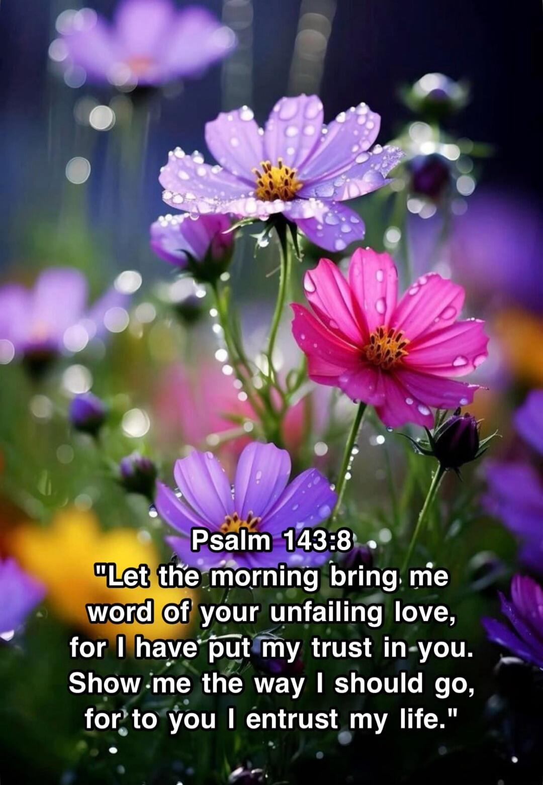 Psalm 143:8 