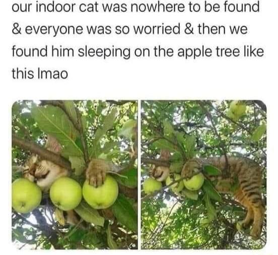 our indoor cat was nowhere to be found everyone was so worried then we found him sleeping on the apple tree like this Imao