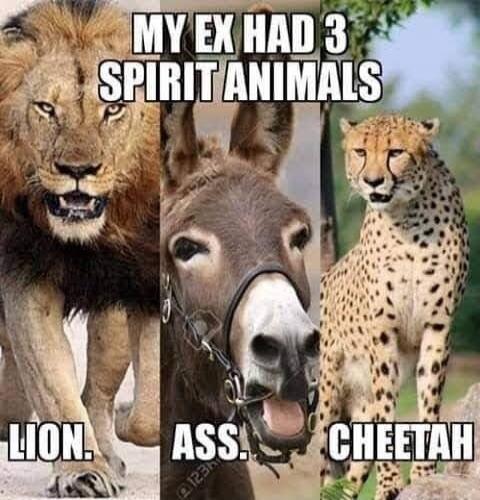 MY EX HAD 3 SPIRIT ANIMALS. LION. ASS. CHEETAH.