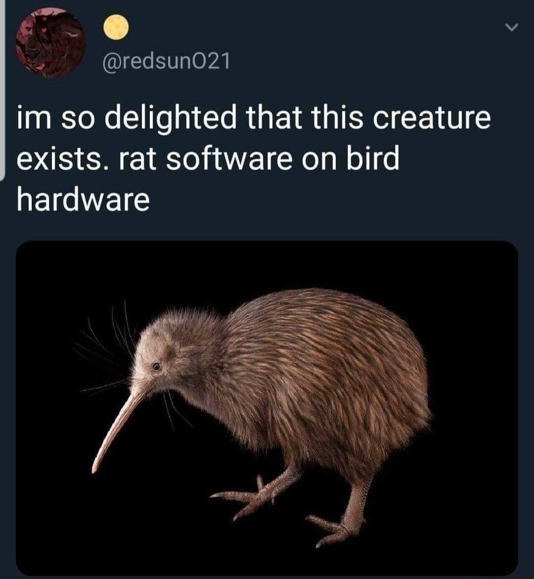 ao redsun021 im so delighted that this creature exists rat software on bird EICIVEL