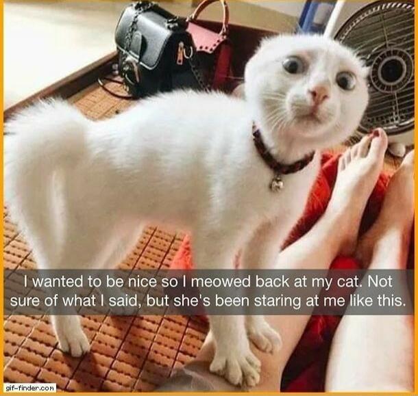I wanted to be nice so I meowed back at my cat. Not sure of what I said, but she's been staring at me like this.