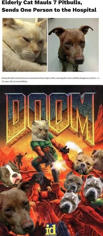 Elderly Cat Mauls 7 Pitbulls Sends One Person to the Hospital