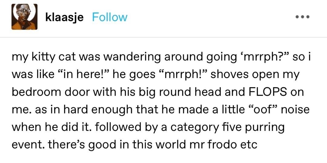 w Klaasje Follow my kitty cat was wandering around going mrrph so i was like in here he goes mrrph shoves open my bedroom door with his big round head and FLOPS on me as in hard enough that he made a little oof noise when he did it followed by a category five purring event theres good in this world mr frodo etc 1305k notes Do e