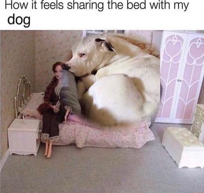 How it feels sharing the bed with my dog