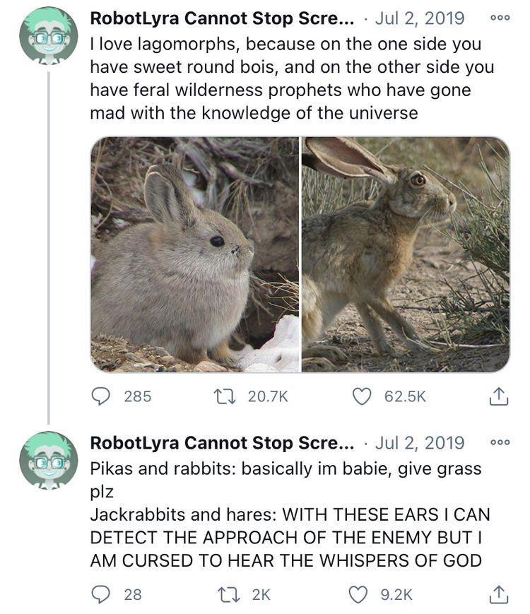 Ilove lagomorphs because on the one side you have sweet round bois and on the other side you have feral wilderness prophets who have gone mad with the knowledge of the universe l 9 RobotLyra Cannot Stop Scre Jul 2 2019 O 285 T 207K Q 625K RobotLyra Cannot Stop Scre Jul 2 2019 o Pikas and rabbits basically im babie give grass plz Jackrabbits and hares WITH THESE EARS CAN DETECT THE APPROACH OF THE 