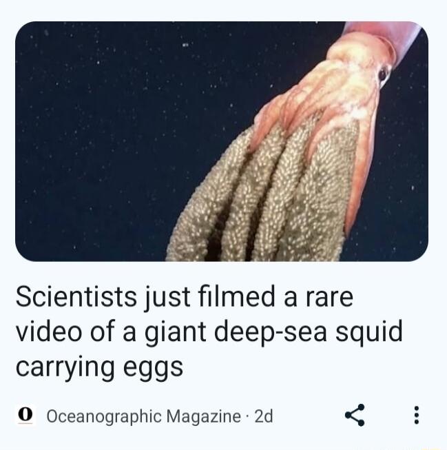 Scientists just filmed a rare video of a giant deep sea squid carrying eggs O Oceanographic Magazine 2d