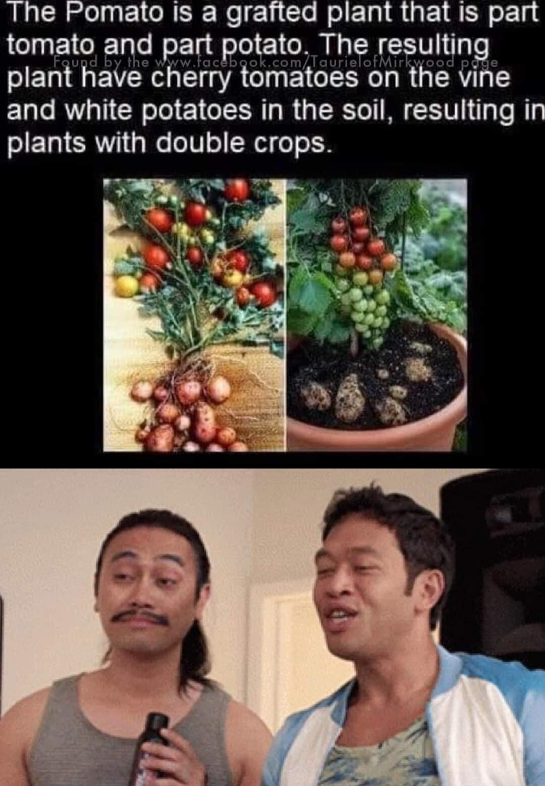 Ihe Pomato Is a grafted plant that is part tomato and part potato The resulting plant have cherry tomatoes on the Vine and white potatoes in the soil resulting in plants with double crops