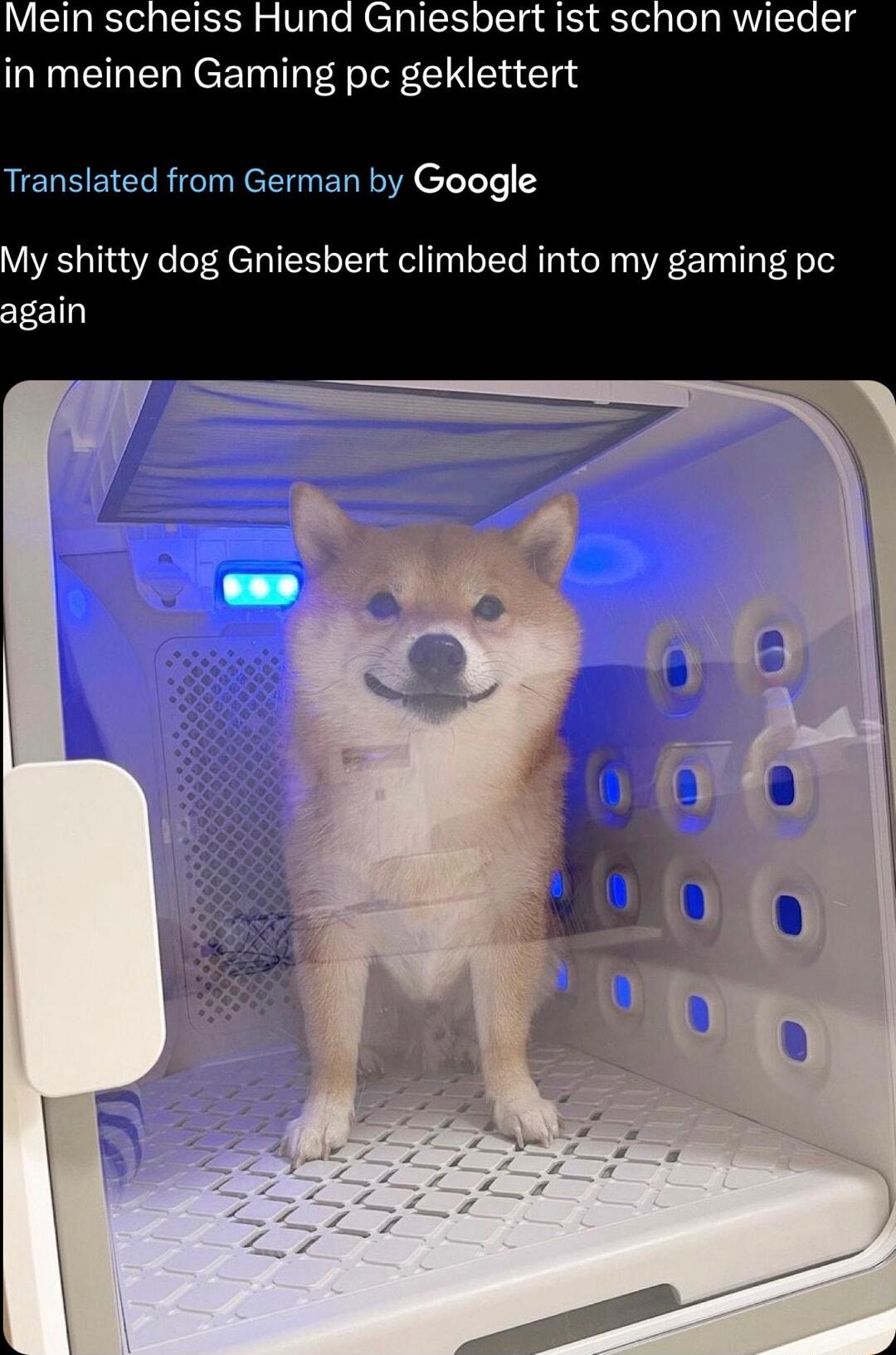 Mein scheiss Hund Gniesbert ist schon wieder in meinen Gaming pc geklettert Translated from German by Google My shitty dog Gniesbert climbed into my gaming pc gain