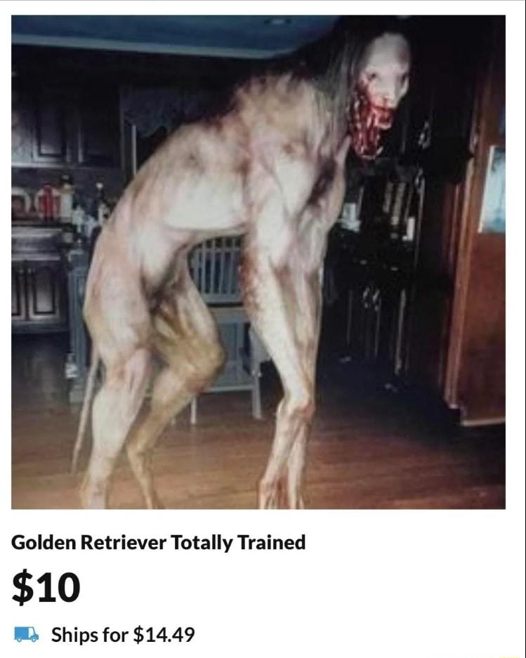 Golden Retriever Totally Trained 10 Ships for 1449