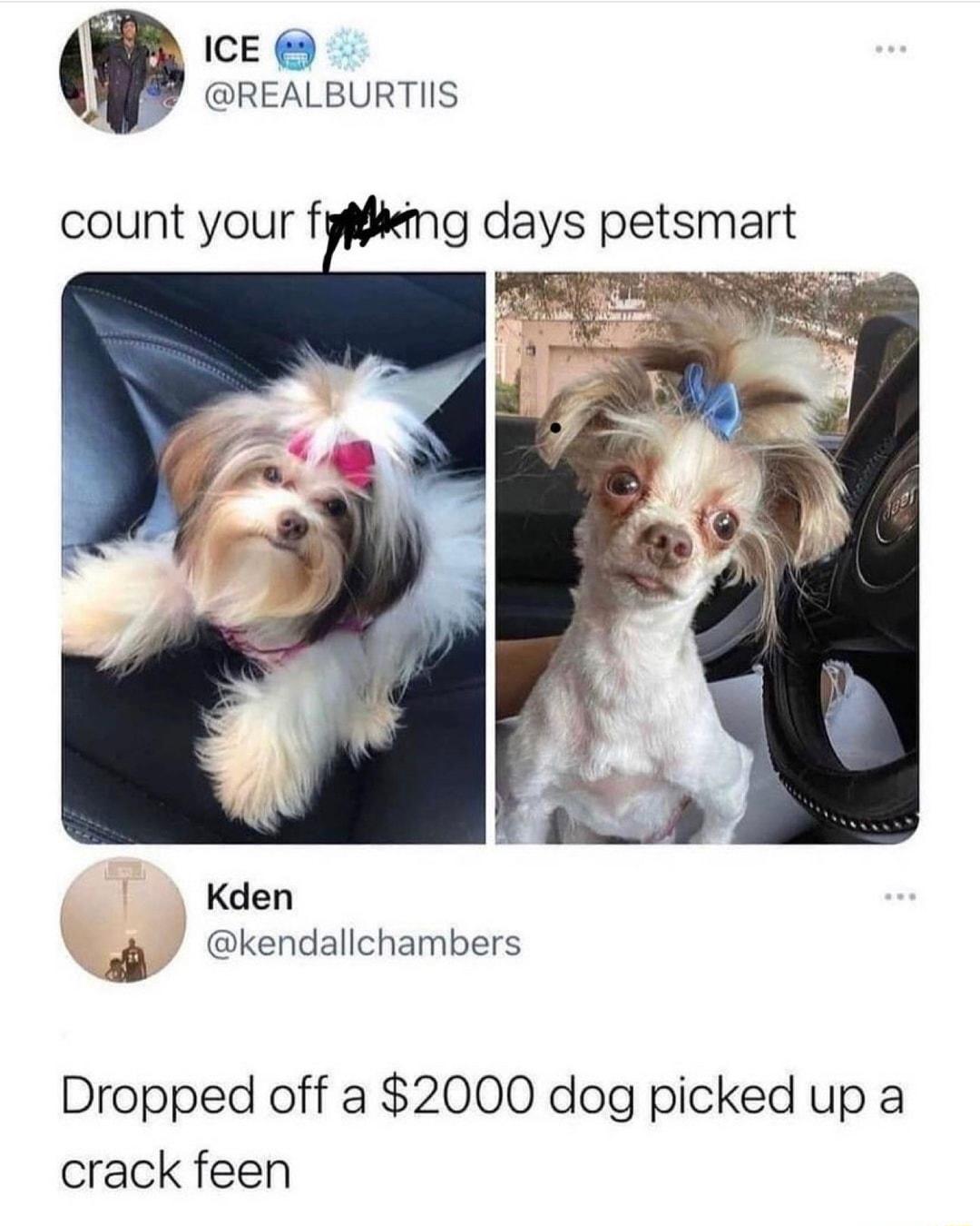 ICE REALBURTIIS count your fypemg days petsmart e Kden a kendallchambers Dropped off a 2000 dog picked up a crack feen