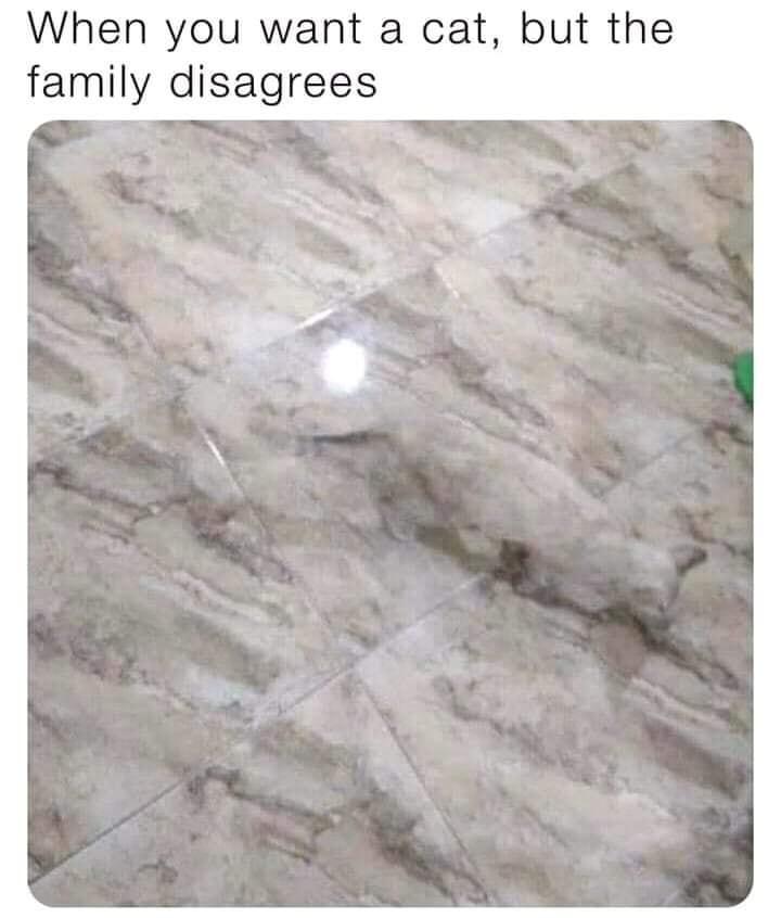 When you want a cat but the family disagrees