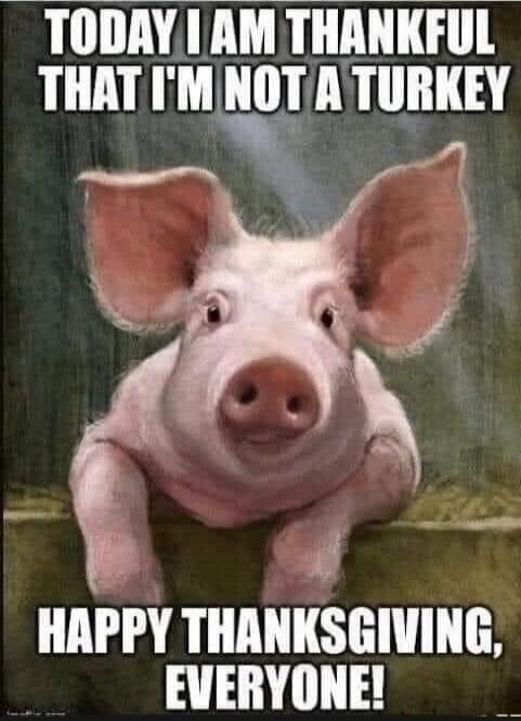 TODAY I AM THANKFUL THAT I'M NOT A TURKEY
HAPPY THANKSGIVING, EVERYONE!