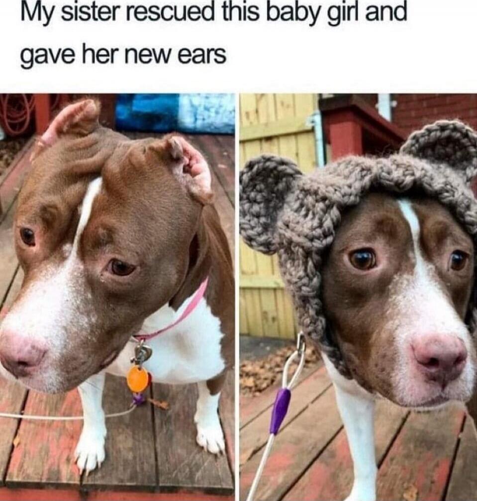 My sister rescued this baby girl and gave her new ears