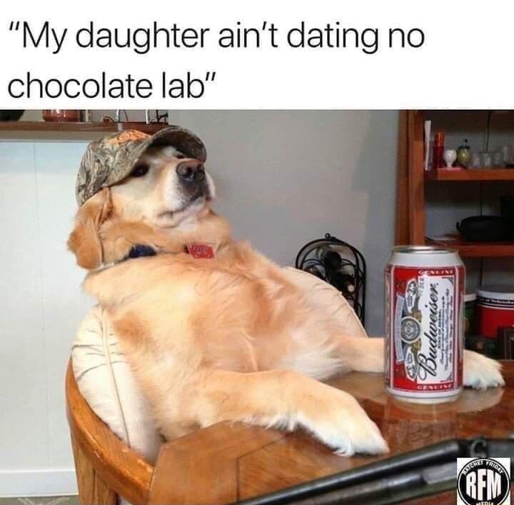 My daughter aint dating no chocolate lab