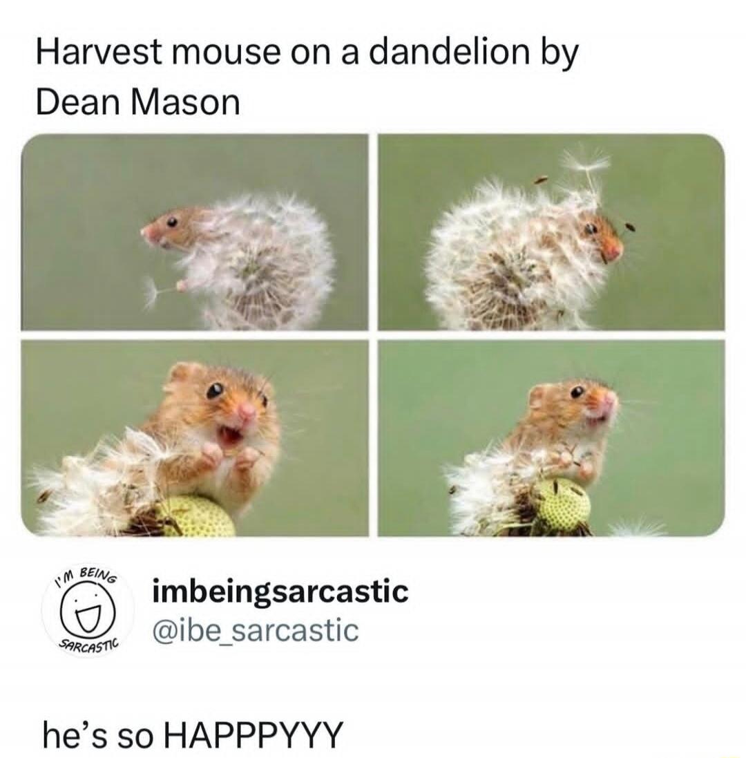 Harvest mouse on a dandelion by Dean Mason imbeingsarcastic @ibe_sarcastic he's so HAPPYYY
