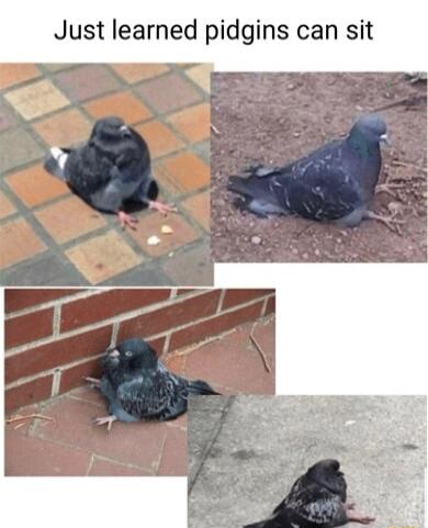 Just learned pidgins can sit