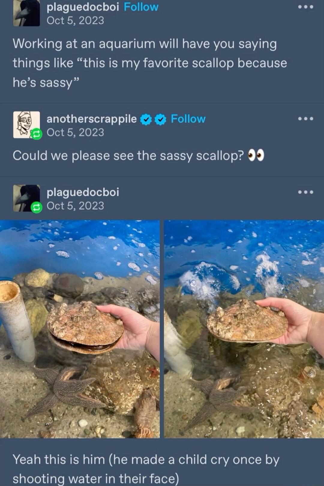 plaguedocboi Follow Oct 5 2023 Working at an aquarium will have you saying things like this is my favorite scallop because hes sassy anotherscrappile Follow Oct52023 Could we please see the sassy scallop 99 plaguedocboi Oct52023 Yeah this is him he made a child cry once by shooting water in their face