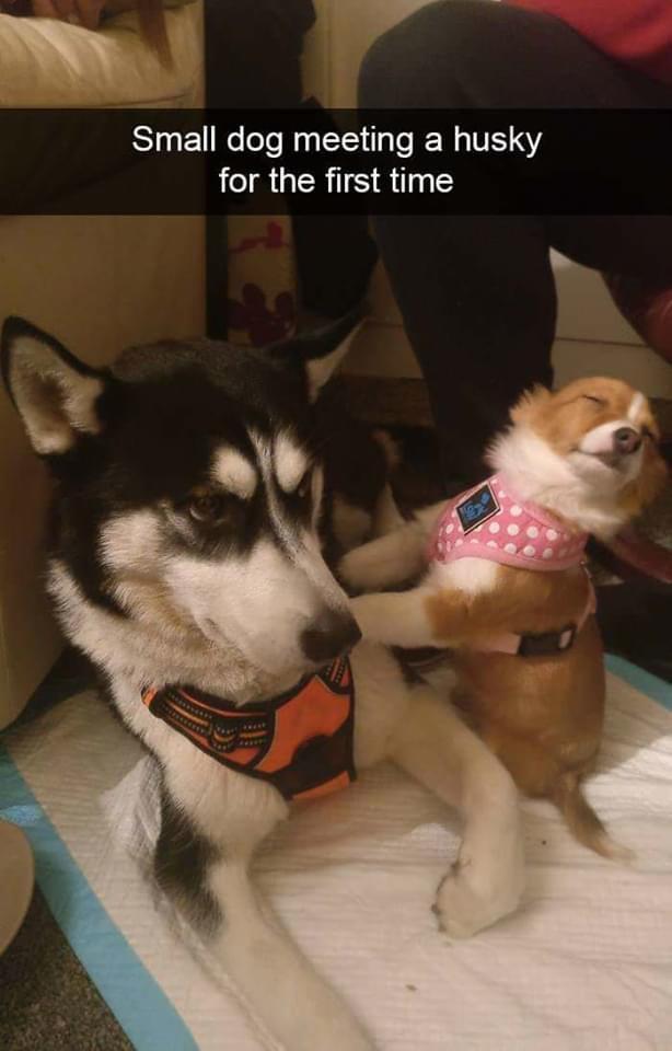 Al Small dog meeting a husky for the first time