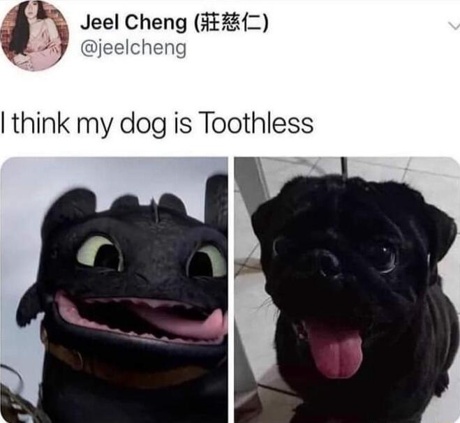 4 Jeel Cheng FF24 jeelcheng think my dog is Toothless