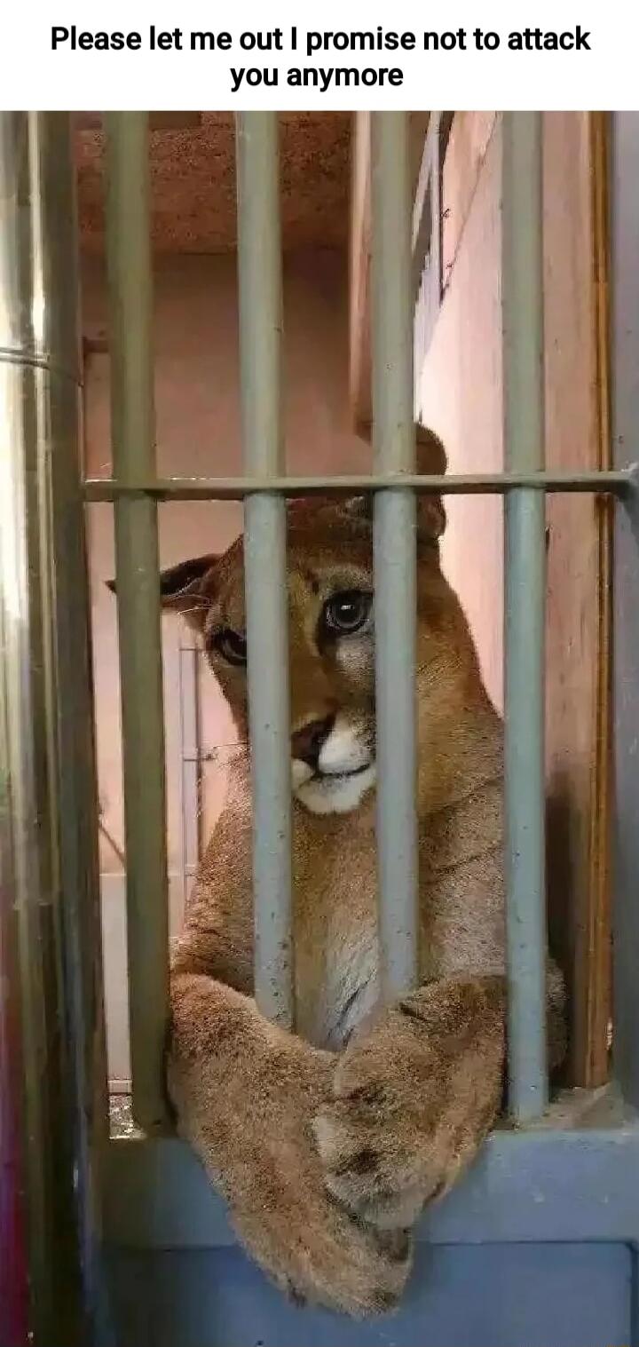 Please let me out promise not to attack you anymore
