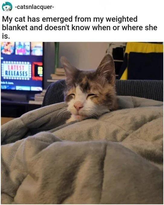catsnlacquer My cat has emerged from my weighted blanket and doesnt know when or where she is