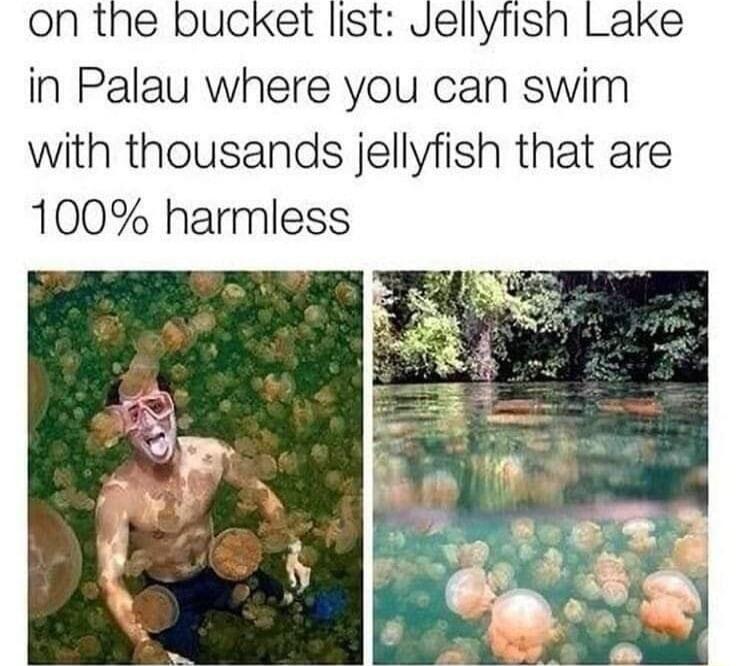 in Palau where you can swim with thousands jellyfish that are 100 harmless