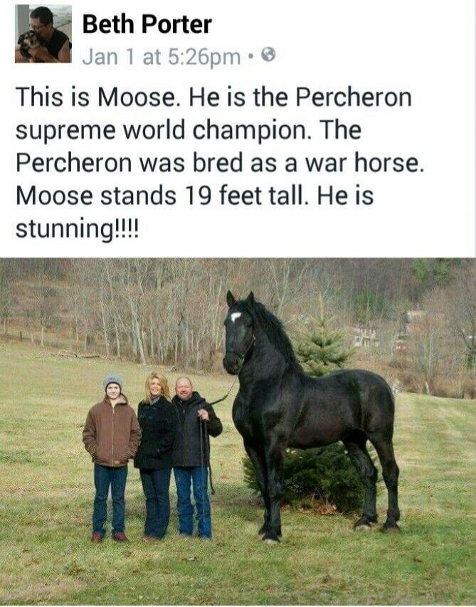 This is Moose. He is the Percheron supreme world champion. The Percheron was bred as a war horse. Moose stands 19 feet tall. He is stunning!!!!
