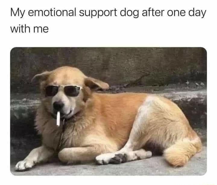 My emotional support dog after one day with me