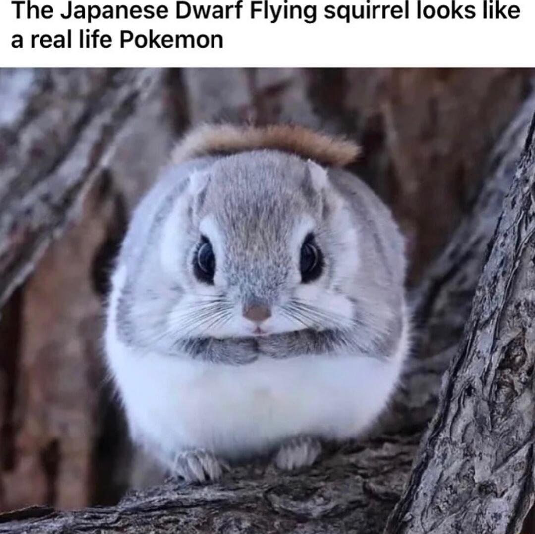 panese Dwart Flying squirrel looks like al life Pokemon