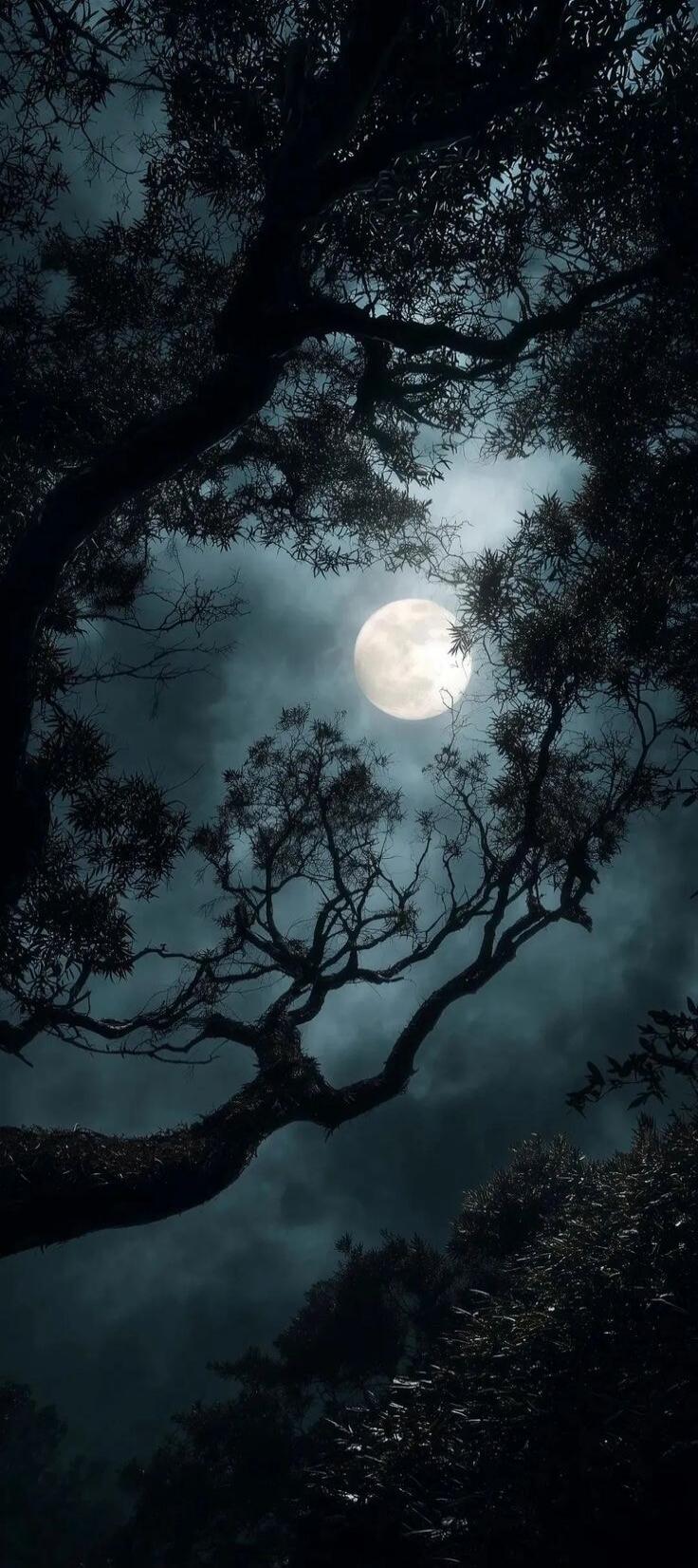 Moon visible through tree branches on a dark night.