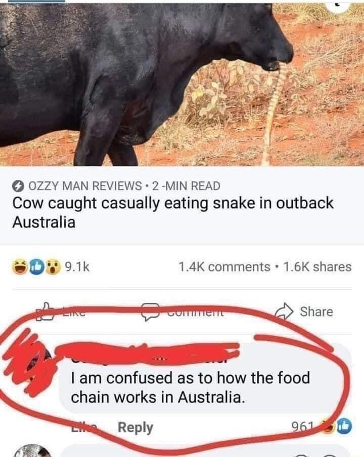 0ZZY MAN REVIEWS 2 MIN READ Cow caught casually eating snake in outback Australia sDi 91k 14K comments 16K shares Share e Vi TS 1 am confused as to how the food chain works in Australia Bihg_ Reply T ER S