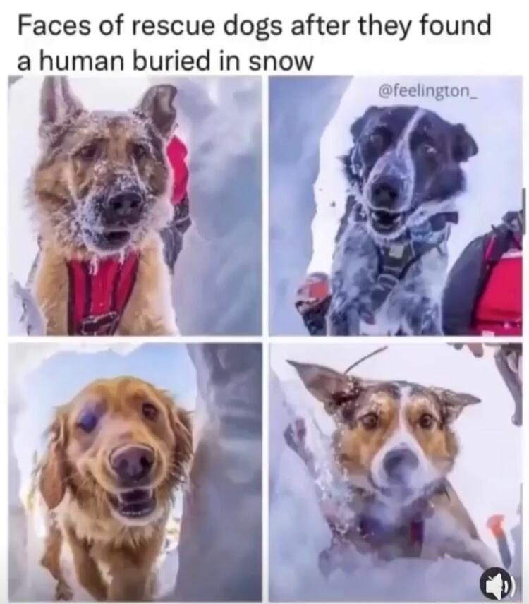 Faces of rescue dogs after they found ahuman buried in snow