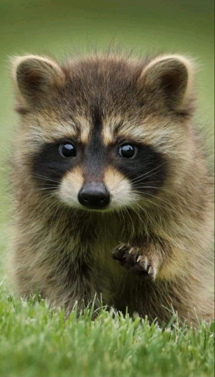A baby raccoon walking on grass, looking toward the camera.