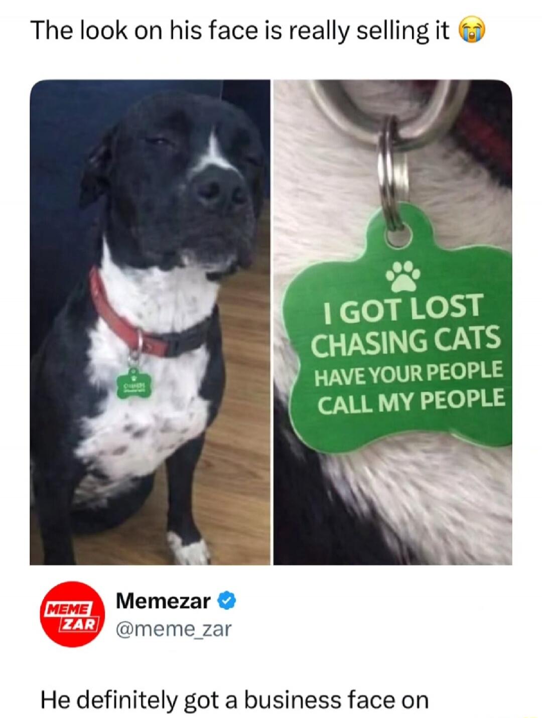 The look on his face is really selling it 😂\nI GOT LOST CHASING CATS HAVE YOUR PEOPLE CALL MY PEOPLE\nHe definitely got a business face on