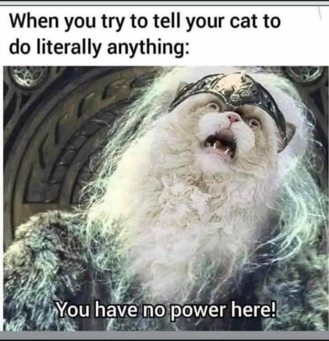 When you try to tell your cat to do literally anything